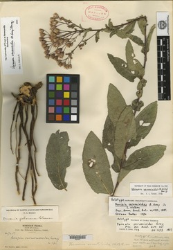 Vernonanthura serratuloides image