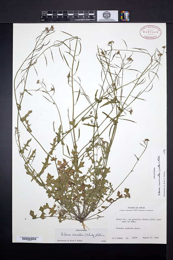 Image of Phravenia viereckii