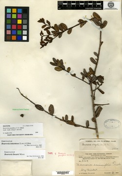 Image of Bourreria pauciflora