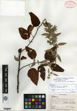 Image of Waltheria bicolor