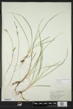 Carex panicea image