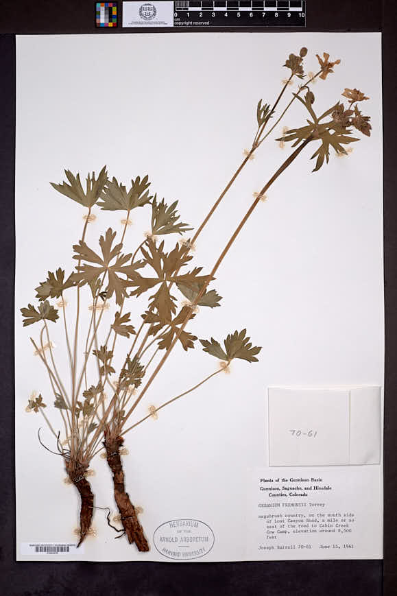 Geranium caespitosum var. fremontii image