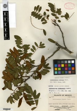 Lonchocarpus hidalgensis image
