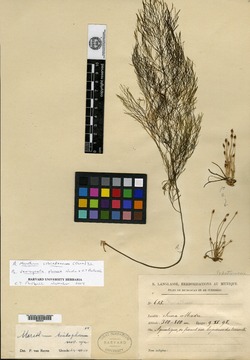 Image of Marathrum trichophorum