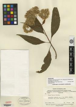 Image of Critonia macropoda