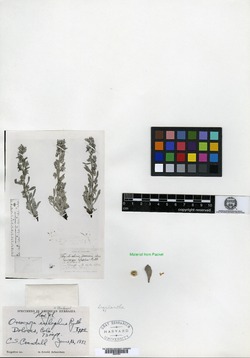 Image of Oreocarya eulophus
