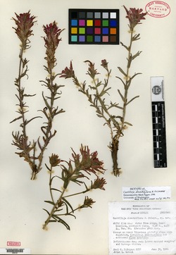 Image of Castilleja dissitiflora