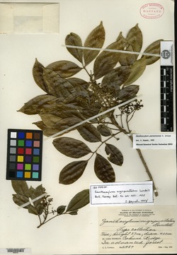 Image of Zanthoxylum nigripunctatum