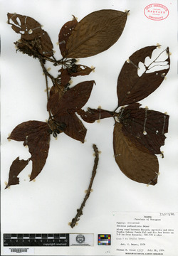 Image of Amaioua pedicellata