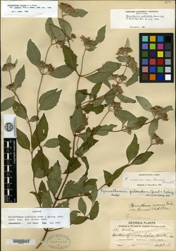 Image of Pycnanthemum puberulum