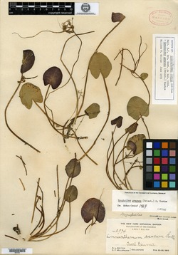 Nymphoides grayanum image