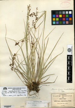 Carex aztecica image