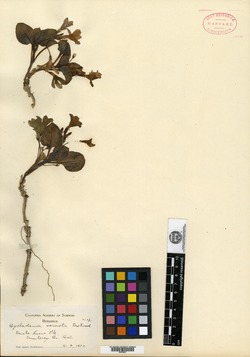 Image of Cycladenia venusta