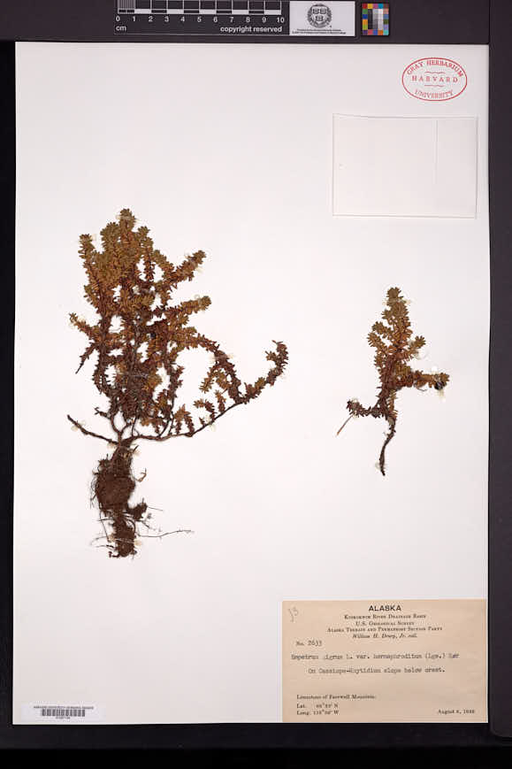 Empetrum nigrum subsp. hermaphroditum image