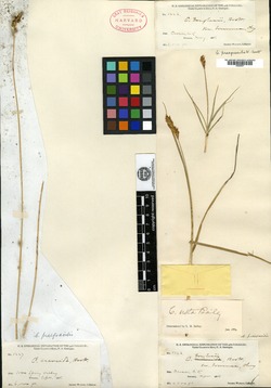 Carex douglasii var. brunnea image