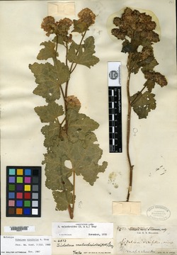 Image of Sidalcea vitifolia