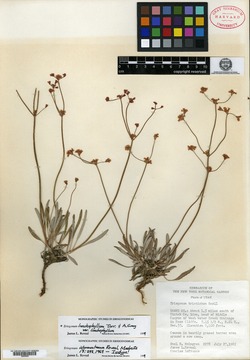 Eriogonum intermontanum image