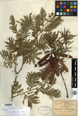 Leucaena stenocarpa image