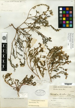 Phacelia bicolor image