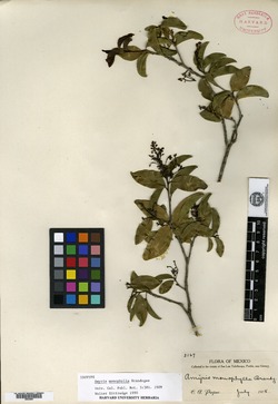 Amyris monophylla image