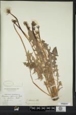 Taraxacum latilobum image