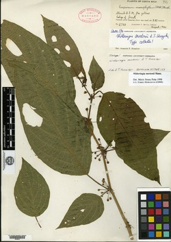 Image of Witheringia mortonii