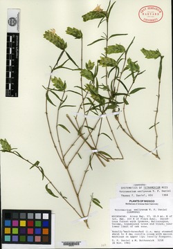 Image of Tetramerium emilyanum