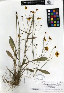 Coreopsis oniscicarpa image