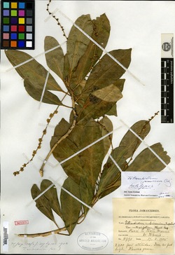 Image of Tetrorchidium jamaicense