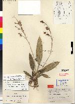 Image of Brassia panamensis