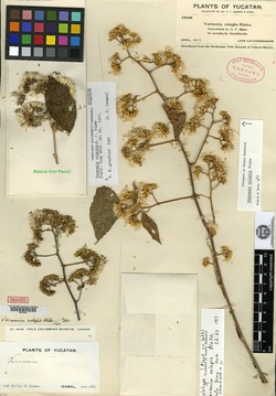 Vernonia oolepis image