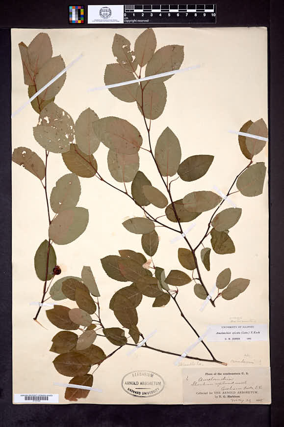 Amelanchier arborea var. austromontana image