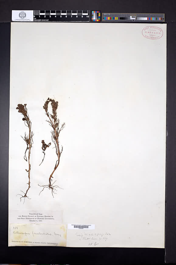 Orthocarpus faucibarbatus image