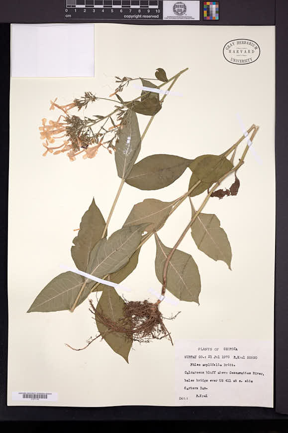 Phlox amplifolia image