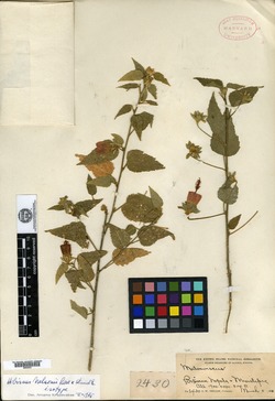 Image of Hibiscus nelsonii