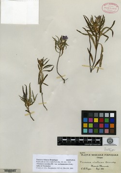 Image of Turnera violacea