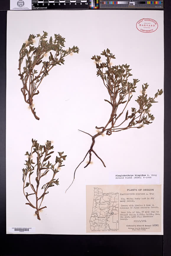 Plagiobothrys hispidus image