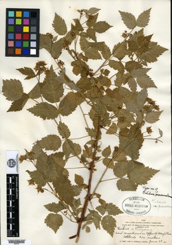 Rubus idaeus subsp. idaeus image