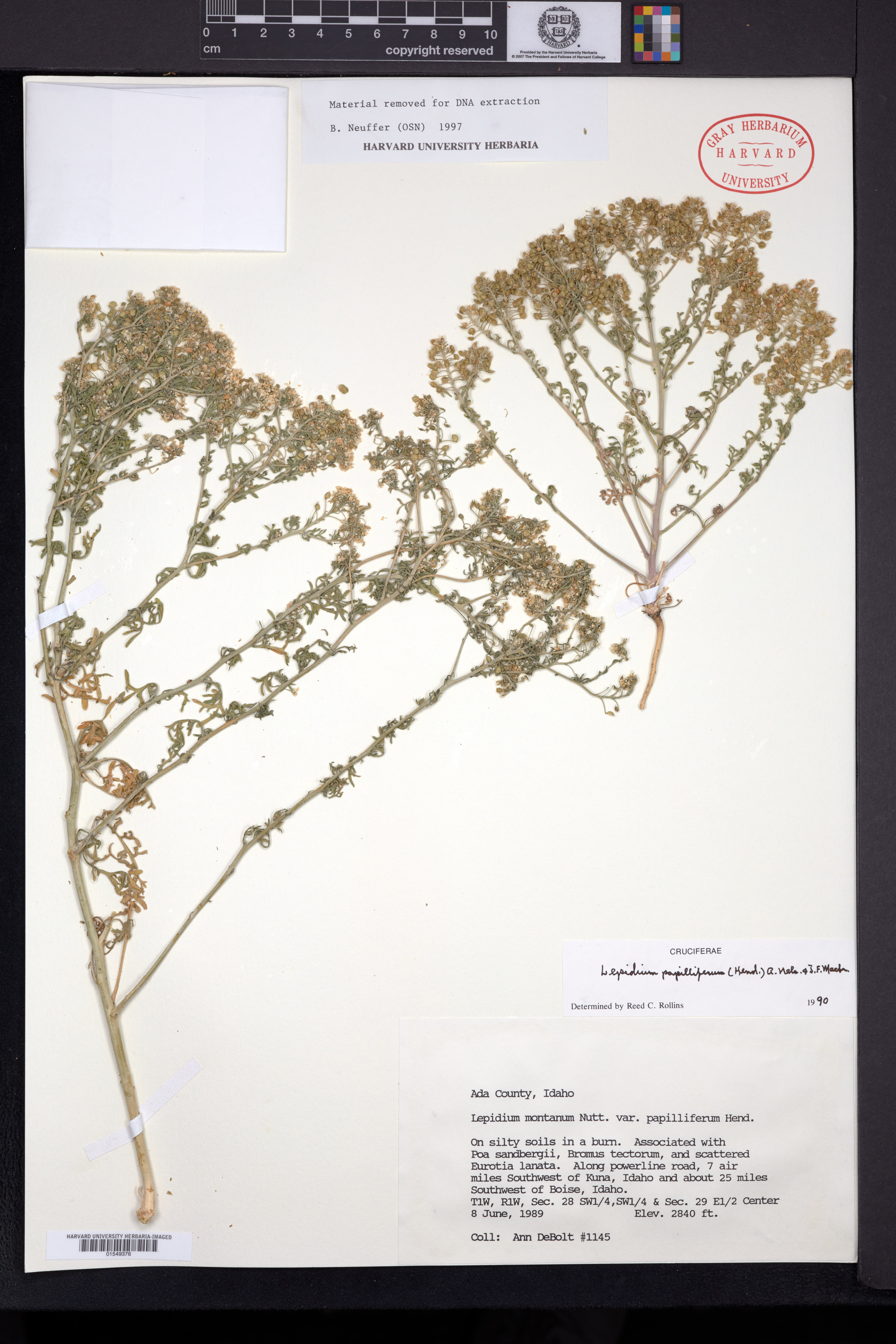 Image of Lepidium papilliferum