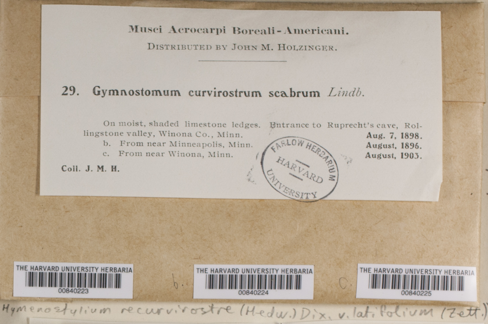 Hymenostylium recurvirostrum var. latifolium image