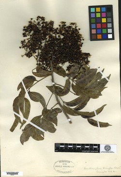 Image of Zanthoxylum acuminatum