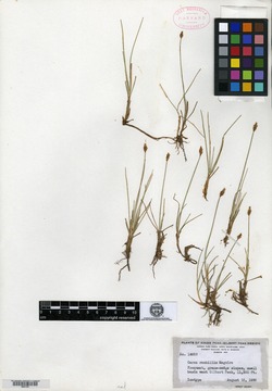 Carex rachillis image