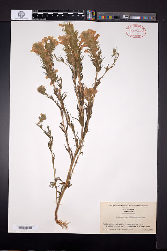 Orthocarpus lithospermoides image