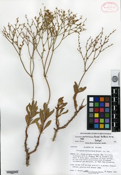 Eriogonum mortonianum image