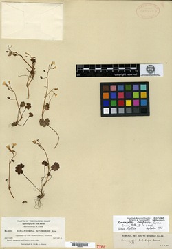 Image of Romanzoffia californica