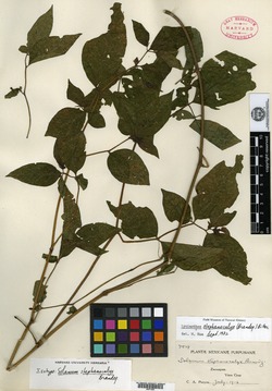 Image of Lycianthes stephanocalyx