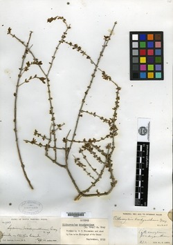 Image of Citharexylum brachyanthum