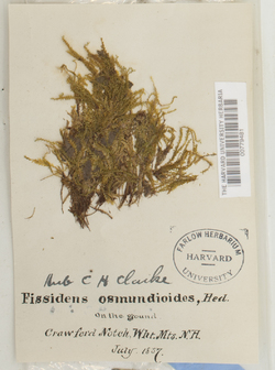Fissidens osmundoides image