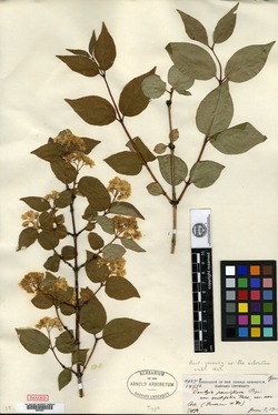 Image of Deutzia parviflora