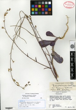 Streptanthus amplexicaulis var. barbarae image